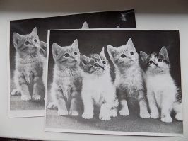 И не только Сталина!