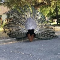 Под самым красивым хвостом павлина скрывается самая обычная куриная жопа. Так что меньше пафоса, господа.“   Фаина Георгиевна Раневская