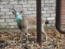 Да, с юмором напряженка: или у меня, или у автора.

В стране масочный режим....