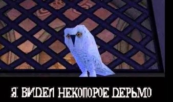 "Уборщицы нашего отеля нашли сову в номере, который гости освободили вчера..."