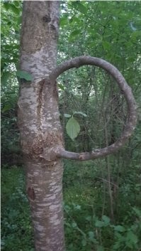 Ну без нашего брата, человека здесь явно не обошлось!