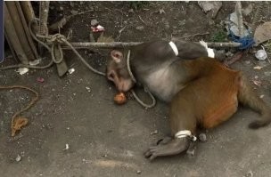 Наказание обезьян в Индии. Бить нельзя, тем более убивать. Ещё и покормить обязаны