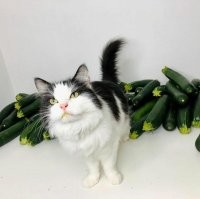 Странно, но на фото не огурцы, а цукини