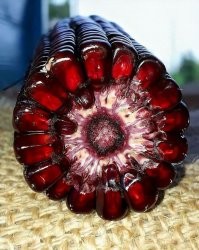 Гранаторуза!