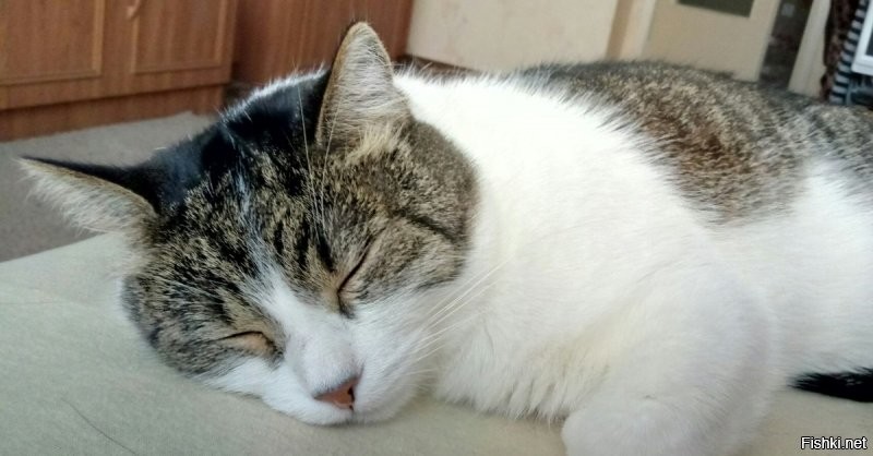 Солянка от 19.12.2021