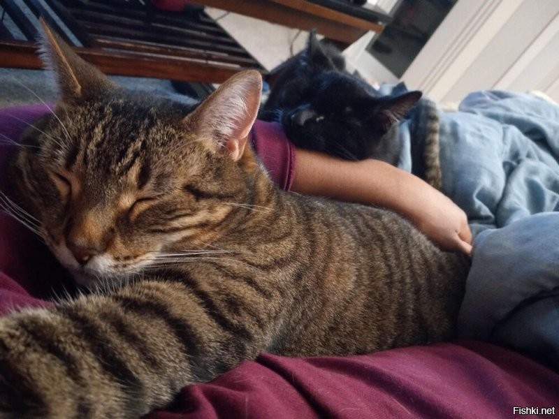 Солянка от 19.12.2021