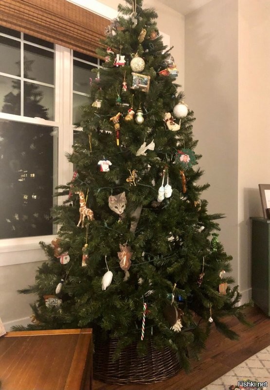 Солянка от 19.12.2021