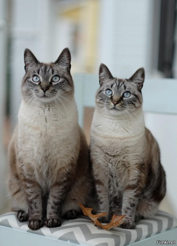 Солянка от 19.12.2021