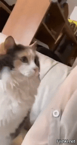 Доброе утро