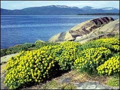 Родиола. Тоже прёт не по детски. Энергетики тихо спят.