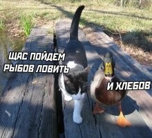 Мне этот мем еще понравился