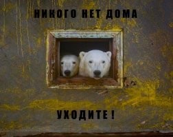 Полярные медведи на покинутой советской метеорологической станции
