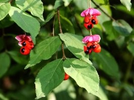 Наш отечественный бересклет не хуже гуараны... Вечно слепое преклонение перед Западом...