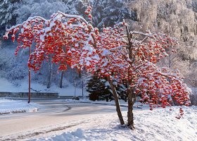 Он и зимой еще лучше смотрится...