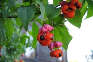 Наш отечественный бересклет не хуже гуараны... Вечно слепое преклонение перед Западом...