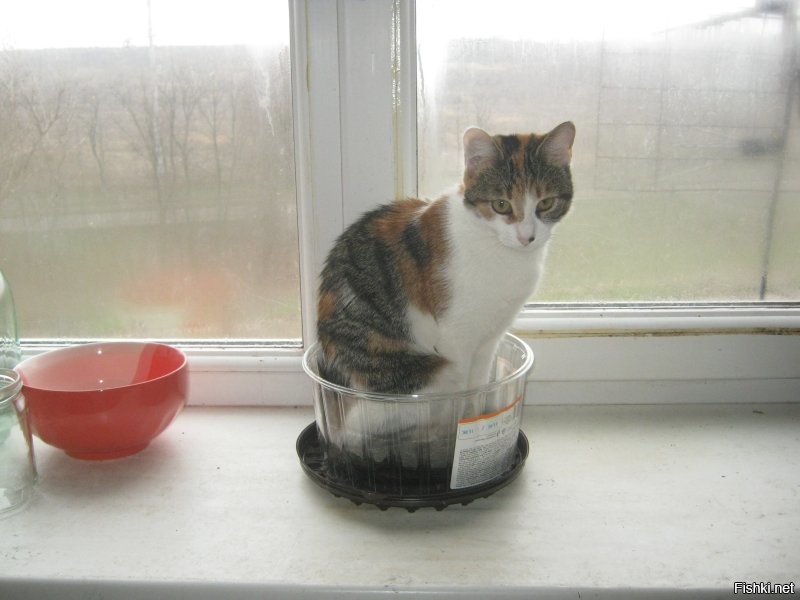 Ну погладьте кота, ну хоть кто-нибудь