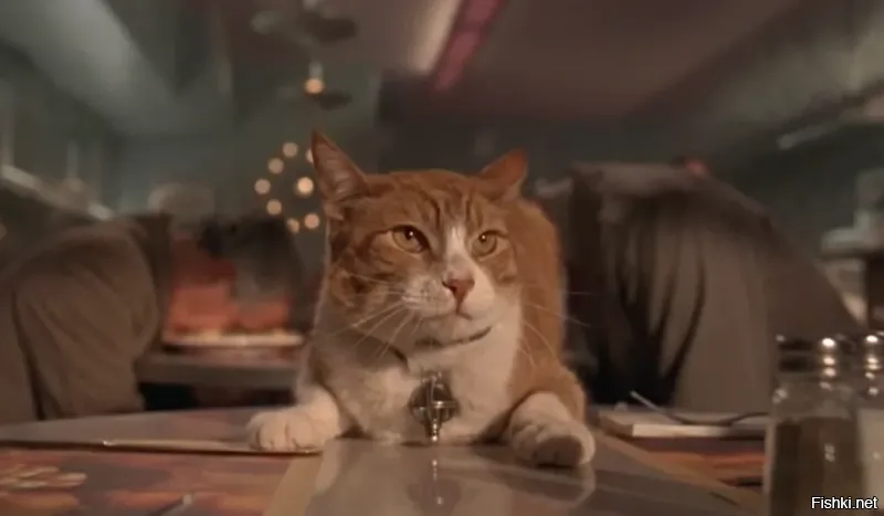 Хранитель карманных вселенных - ваш кот.