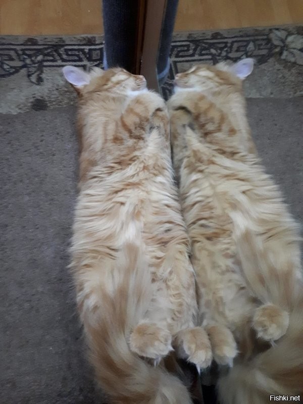 С просторов...Моя вот.