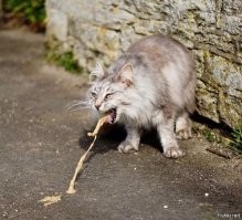 А котэ что сказал, когда понюхал? Сильно матерился?