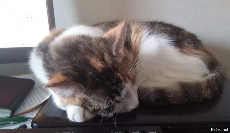 Моя трехцветка в этом сомневается