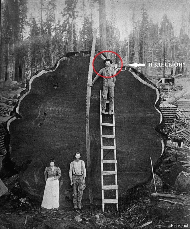 Олдскульные лесорубы, которые валили гигантские деревья вручную, 1890 - 1935 гг