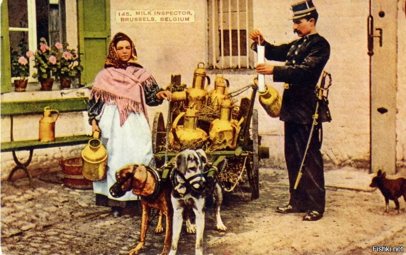 Фламандская молочница, Антверпен, Бельгия, 1890 – 1900 годы