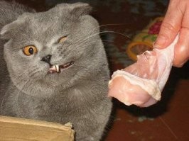 Истинный хозяин в доме