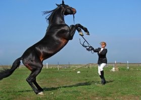 Коллекция автоприколов в картинках