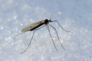Эх, темнота... А то вы не знали.
Зимний или снежный комар (Snow Mosquitoes).