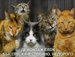 Вот эти коты без новогодней одежки, но к сезону новогодних елок готовы :  )))
