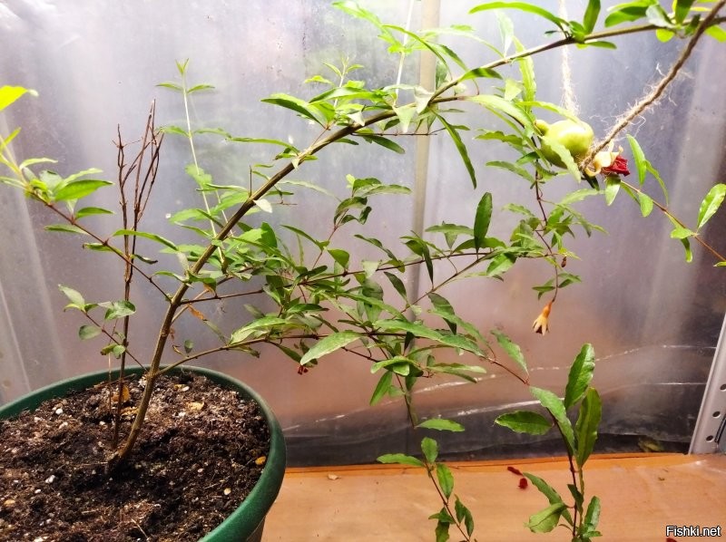 У меня граната подрастает... сантима 3 уже в диаметре...