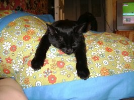 А я своего на помойке взял. 12 лет уже живёт