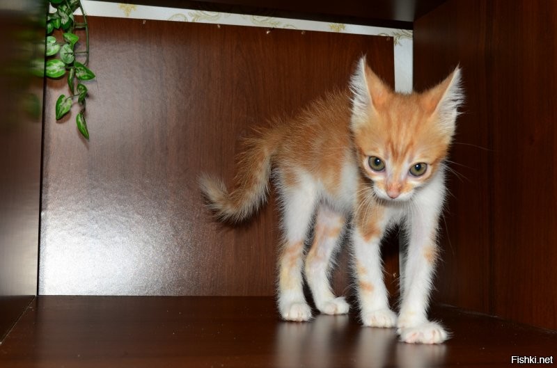 Кот Гром (возраст - что-то около 3-4-х месяцев):
