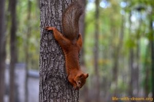 А выражение "Растекаться мыслью по дереву/древу" вообще неправильно 
Изначально было  «мысью по древу», где «мысь» -в псковских говорах- означает «белка», например, в «Слове о полку Игореве».