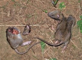 Молодец кошак. У меня целая линия крысоловов, от прабабки, с российской помойки завезенной. Ее личный рекорд был 10 крыс за ночь. Гнездо разорила с мамашкой и 9 подростками. Сейчас ее дело продолжает праправнук, в возрасте года с небольшим его личный рекорд - 6 крыс за ночь. На фото - его лап и зубов дело.