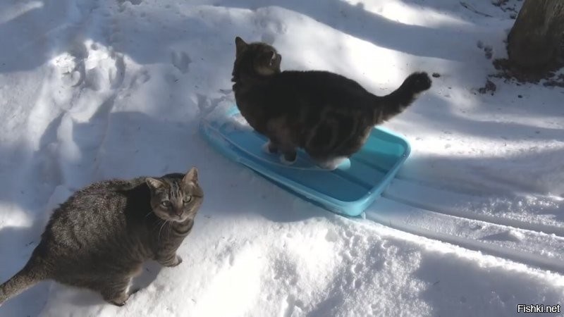 Солянка от 22.12.2021