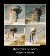 Коты тоже умеют привлекать девушек.