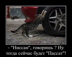 Мужчина подшутил над гуляющим по крыше его машины котом