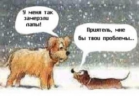 Счастье через край: позитивный пёс на прогулке