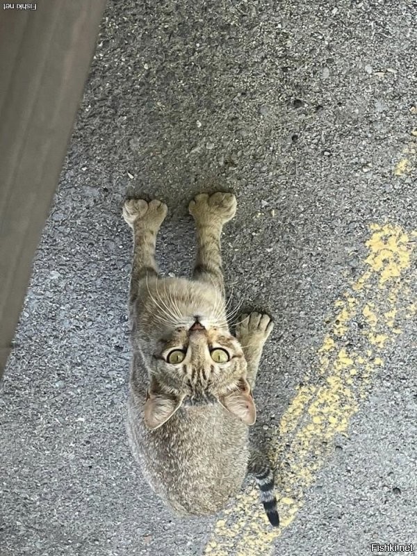 Полидактилия у котов