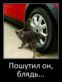 Мужчина подшутил над гуляющим по крыше его машины котом