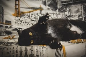 Страшнее кошки зверя нет!))