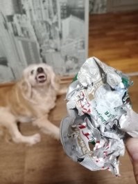 У меня спанипиль какая то неправильная, жрет все, даже лук.
А уж пиво как любит. Не даем уж естественно, но если зазеваешься, она его добывает сама из пустых банок ))