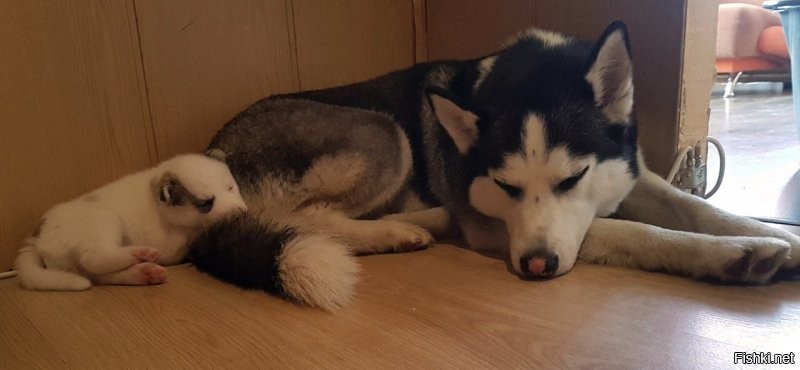 Поделюсь. Уже три собаки