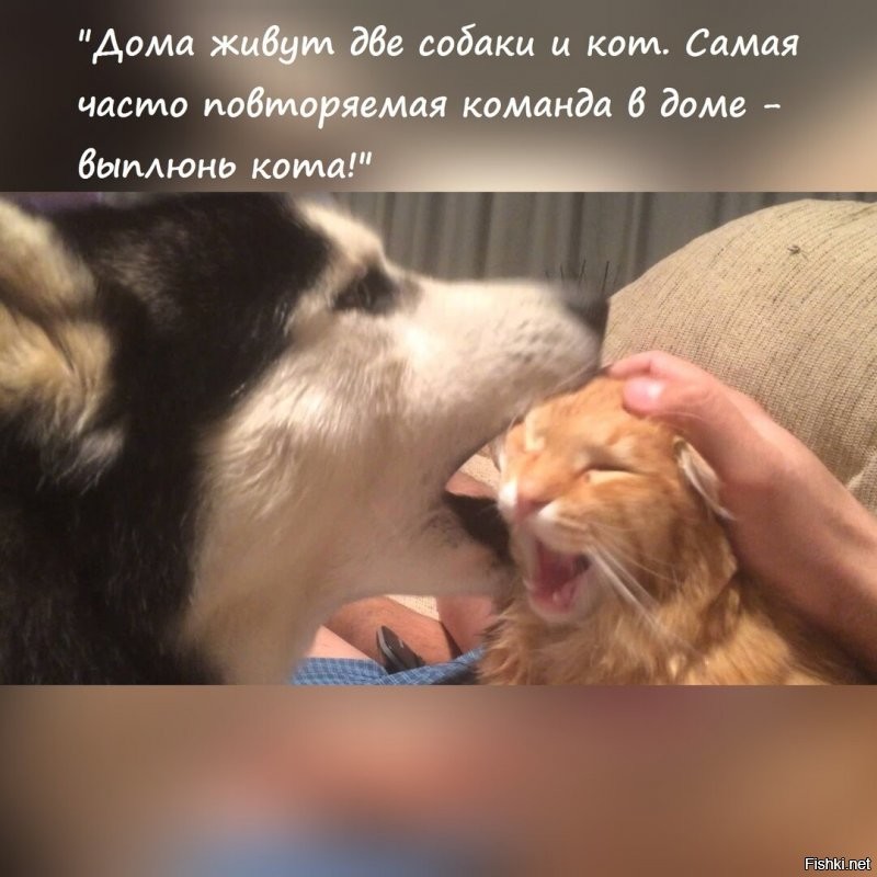Поделюсь. Уже три собаки