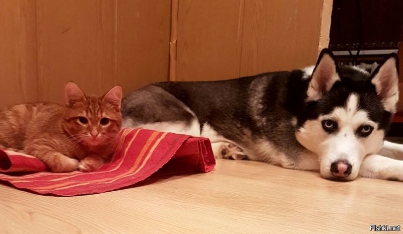 Поделюсь. Уже три собаки