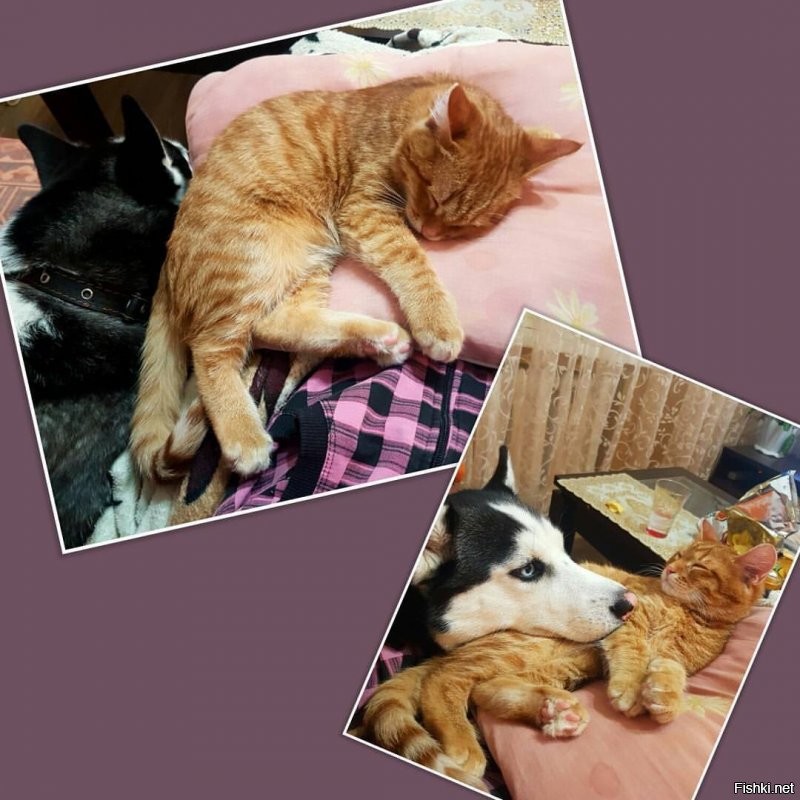 Поделюсь. Уже три собаки