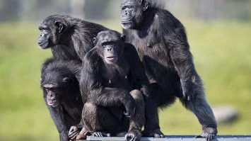 «Бородачи» в Люберцах избили и пырнули ножом водителя маршрутки