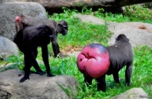 Реакция мужчины на распухшие после процедур губы жены