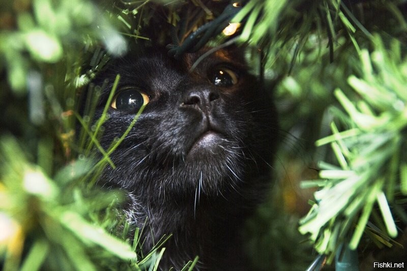 ...
а он есть.